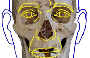 nose_2.gif (90548 bytes)