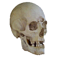 skulsm1.gif (41943 bytes)